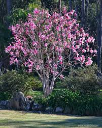 The leaves appear after the flowers have bloomed and stay on the branch through fall. Magnolia Liliiflora X Magnolia Campbellii Magnolia Star Wars Star Wars Magnolia Magnolia Trees Magnolia Tree Landscaping Ann Magnolia