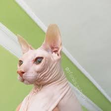 Donskoy Sphynx Cat Tuysuz Kedi Sphynx Cat Sphynx Cats