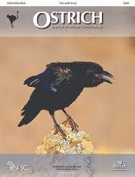 Ostriches, not horses, were the main attraction saturday at ellis park. Ostrich Vol 91 No 4