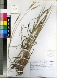 Image result for Diheteropogon filifolius