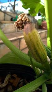 How to prevent blossom end rot in zucchini. Is It Blossom End Rot Community Plantix