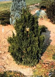 Image result for Chrysocoma obtusata