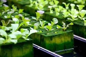 Tabel ppm dan ph larutan nutrisi hidroponik untuk sayuran daun, sayuran buah dan herb sebagai pedoman pemberian nutrisi hidroponik. Apa Itu Hidroponik Substrat Artikel Pertanian Terbaru Berita Pertanian Terbaru