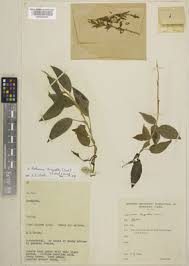 Image result for Hetaeria heterosepala