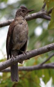 Canto De Trinca Ferro Bom Dia Seu Chico Com Boi Pin Em Aves