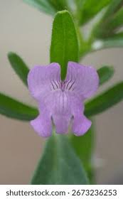 Image result for Misopates orontium