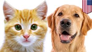 Maybe you would like to learn more about one of these? Kucing Sama Pandainya Dengan Anjing Menurut Studi Tomonews Youtube