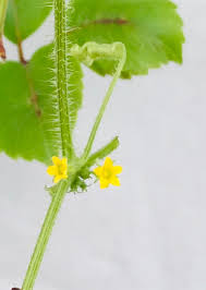 Image result for Cucumis maderaspatanus