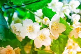 Its wonderful plant with strong mesmerizing fragrance. Do Jasmine Vines Attract Snakes