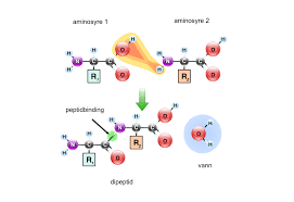 Eaa er en forkortelse for essential amino acids, eller essensielle aminosyrer. Naturfag Proteiner Oppbygging Og Vedlikehold Ndla