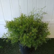 Image result for A. densiflorus Sprengeri