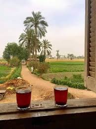 هدوء الريف المصري In 2020 Life In Egypt Egypt Egyptian Art