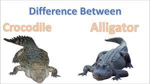 Difference Between Crocodile And Alligator Alligator Vs Crocodile Animals Animal Groups Crocodile