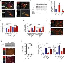 This is speed and quality printer canon ip7200 series: M6a Mrna Methylation Regulates Cardiac Gene Expression And Cellular Growth Life Science Alliance