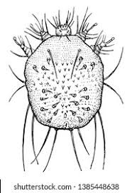 Image result for Sarcoptes scabiei