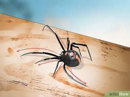 Males retain the same color as they mature, but they're only half the size of females, or about 1⁄4 in (6.4 mm) long. 10 Ways To Identify A Black Widow Spider Wikihow