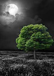 A Tree With Strong Roots Laughs At Storms Malay Proverb Green Color Splash Nature Photog Nature Photography Trees Color Splash Photo Color Splash Photography