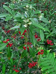 Image result for Ardisia