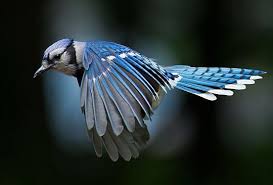 Beautiful Birds In Flight Images Blue Bird Blue Jay Bird Birds Flying Photography Jay Bird