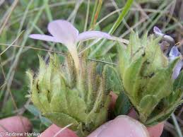 Image result for Barleria pseudosomalia
