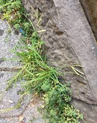 Image result for Eleusine kigeziensis