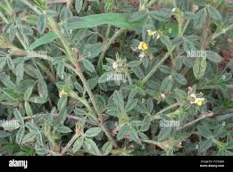 Image result for Stylosanthes fruticosa