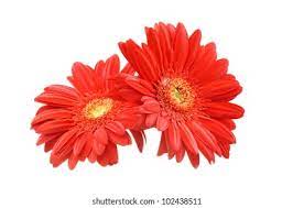 Gerbera Ruby Red Flower Video Best Flower Wallpaper