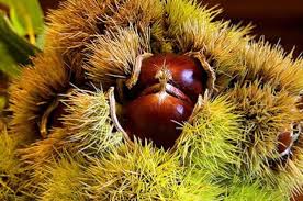 Et la paix de dieu, qui surpasse toute pensée, gardera vos cœurs et vos facultés mentales par le moyen de christ. Chataignes Et Marrons Des Bienfaits En Cascade Plantes Et Sante