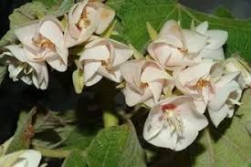Image result for Dombeya acutangula
