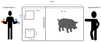 Cats are autonomous creatures that over time domesticated themselves into our lives. Animals Free Full Text Clicker Training Accelerates Learning Of Complex Behaviors But Reduces Discriminative Abilities Of Yucatan Miniature Pigs Html