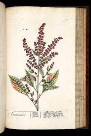 V 3 4 Herbarium Blackwellianum Emendatum Et Auctum Id Est Elisabethae Blackwell Collectio Stirpium Ca Flower Line Drawings Amaranth Flower Book Flowers