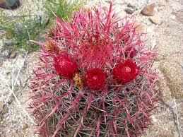 Barrel cactus plants are shaped as the name implies, stout and fat with thick ridges that ascend in a slight spiral toward the crown. Fire Barrel Cactus Sw Usa Barrel Cactus Cactus And Succulents Urban Garden