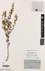 Image result for Crotalaria anthyllopsis