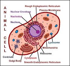 Christian Home School Hub Cytology Study Of Cells Plant And Animal Cells Animal Cell Project Animal Cells Worksheet
