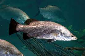 Tips bagaimana cara memelihara ikan kakap putih di air tawar dimana ikan kakap biasa hidup di air payau ataupun air asin jadi simak terus videonya sampi. Habitat Morfologi Dan Klasifikasi Ikan Kakap Putih Lates Calcalifer
