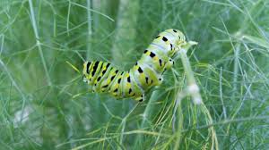 Check spelling or type a new query. Raising Eastern Black Swallowtails Lewis Ginter Botanical Garden