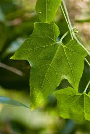 Image result for Cayaponia