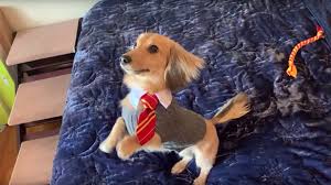 Magical Dog Performs Tricks Based Off Harry Potter Spells