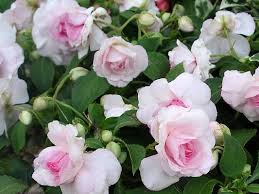 Bunga pacar air atau balsam atau rose balsam (impatiens balsamina) merupakan tanaman bunga yang tumbuh dengan sangat baik pada kondisi penuh sinar matahari maupun dalam kondisi ternaungi. Bunga Pacar Air Tumpuk Urban Garden