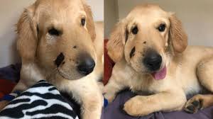 Thereby improving the lives of both the dog and the adoptive family. Golden Retriever Protects Owner From Rattlesnake In Arizona Youtube