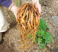 Image result for Asparagus racemosus