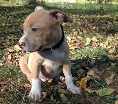American Staffordshire Terrier Amstaff 27 Pitbulls Pitbull Terrier Staffordshire Terrier