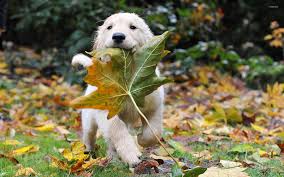 Golden Retriever Puppy Wallpaper Animal Wallpapers 5490