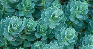 Maybe you would like to learn more about one of these? Euphorbia Myrsinites The Myrtle Spurge An Invasive Plant