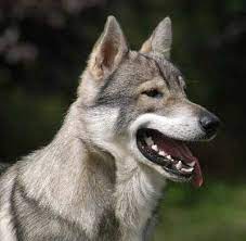 Itr registered breeder of quality tamaskan dogs. Tamaskan Dog Breed Information And Pictures