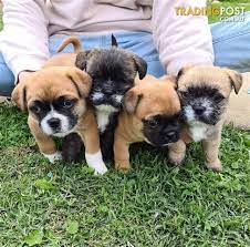 French bulldog shih tzu pug. Shih Tzu Cross French Bulldog Pups