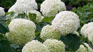 Tutti i fiori di carta sono fatti da me. Ortensia Annabelle