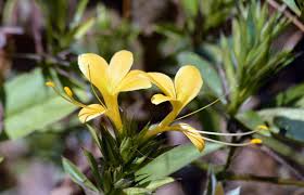 Image result for Barleria ameliae