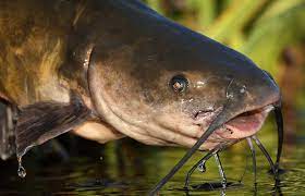 All About Catfish