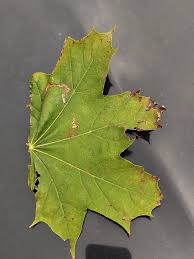 Image result for Stigmella aceris